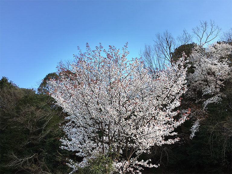 春の訪れ・山桜満開