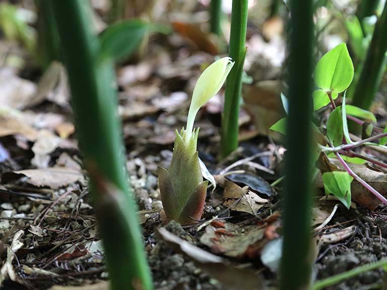 ミョウガの花穂