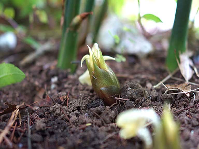ミョウガの花穂