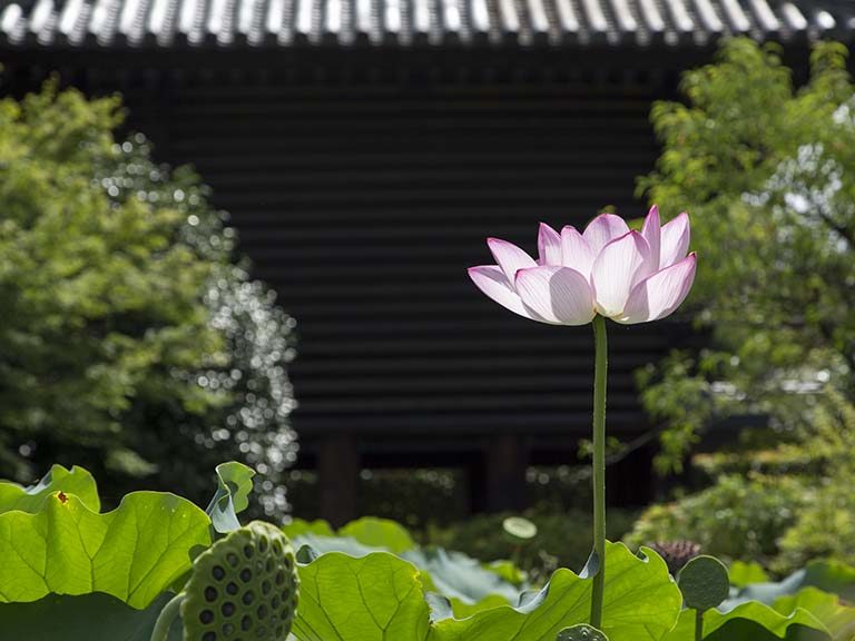 お盆の東寺