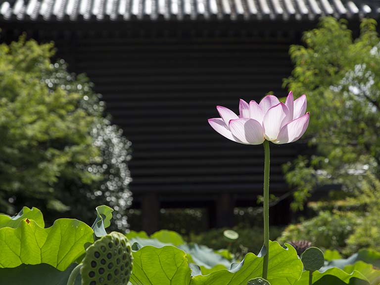 お盆の東寺