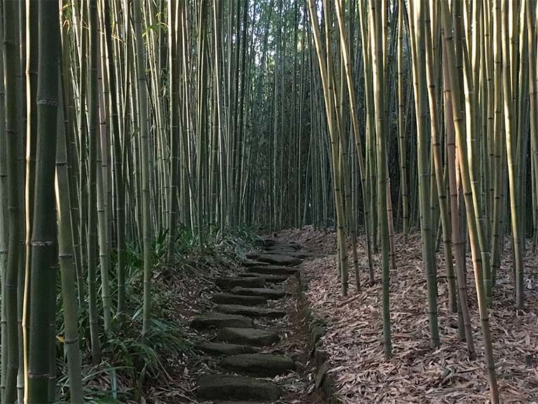 洛西ニュータウンの竹林公園