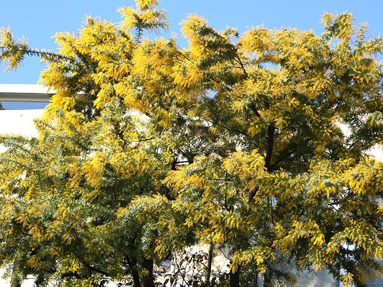 ミモザの季節がやって来た。