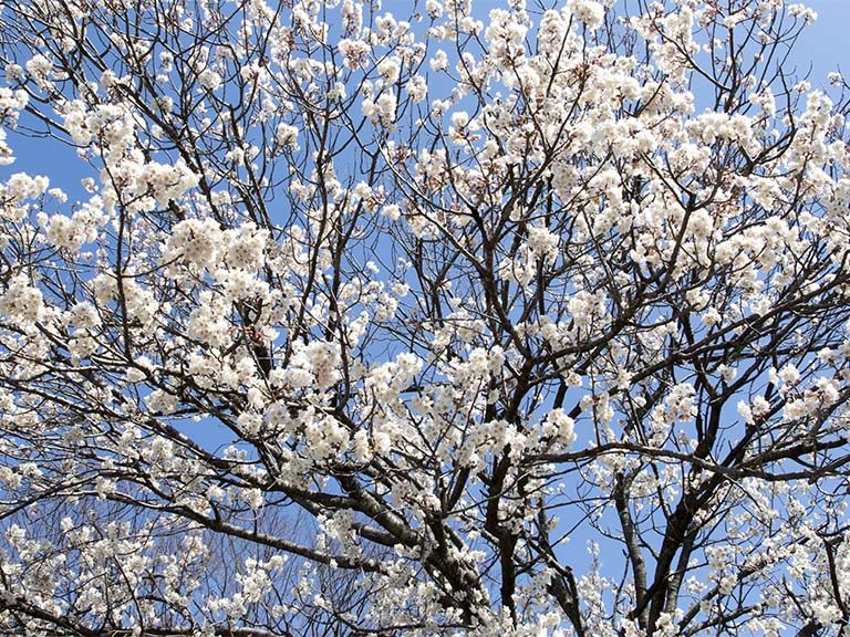 桜満開