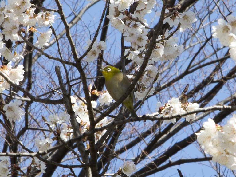 桜満開
