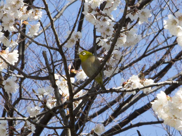 桜満開
