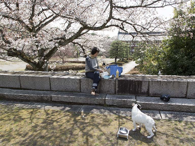 11回目のお花見