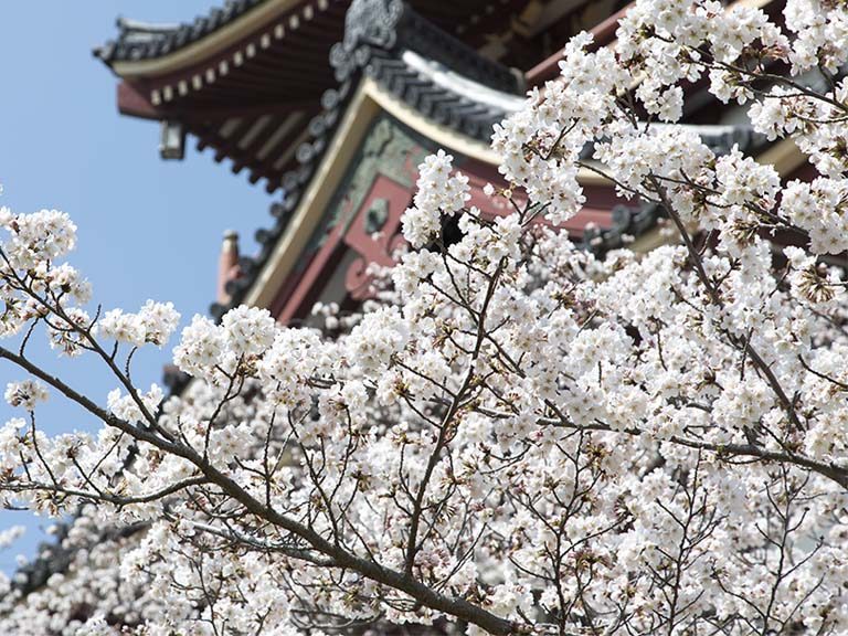 11回目のお花見
