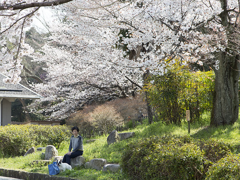 11回目のお花見