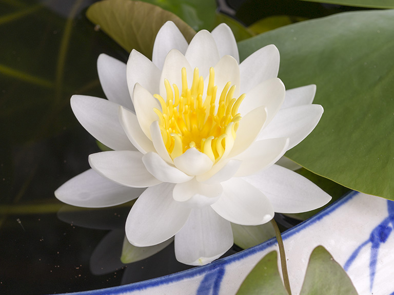 睡蓮