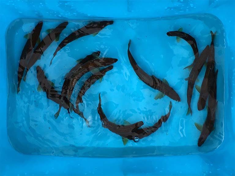 初釣り