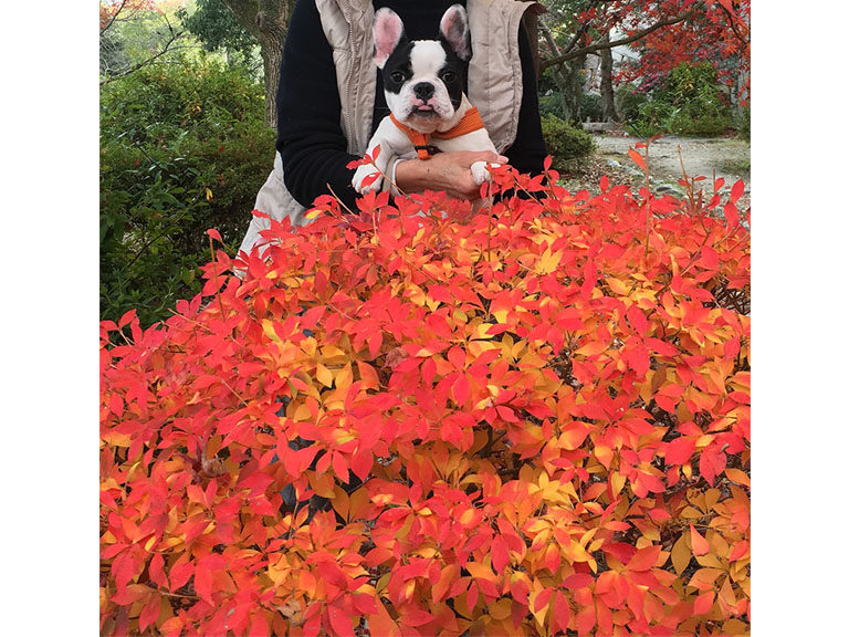 紅葉　なんの木？