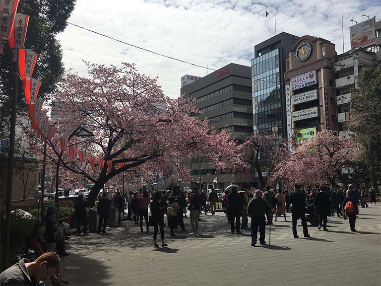 桜と弁当