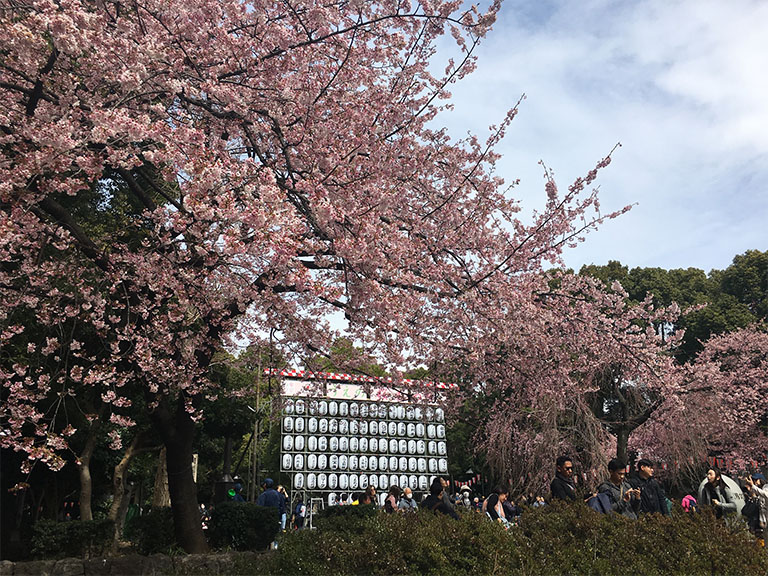 桜と弁当