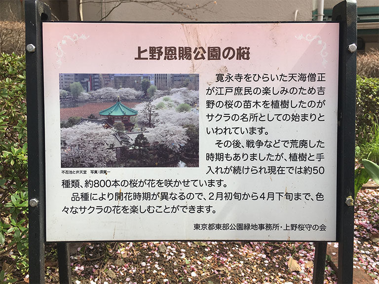 桜と弁当