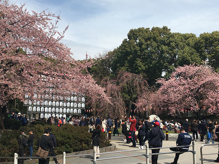 桜と弁当