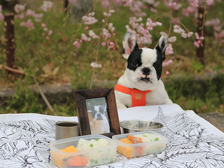 今年２回目の花見