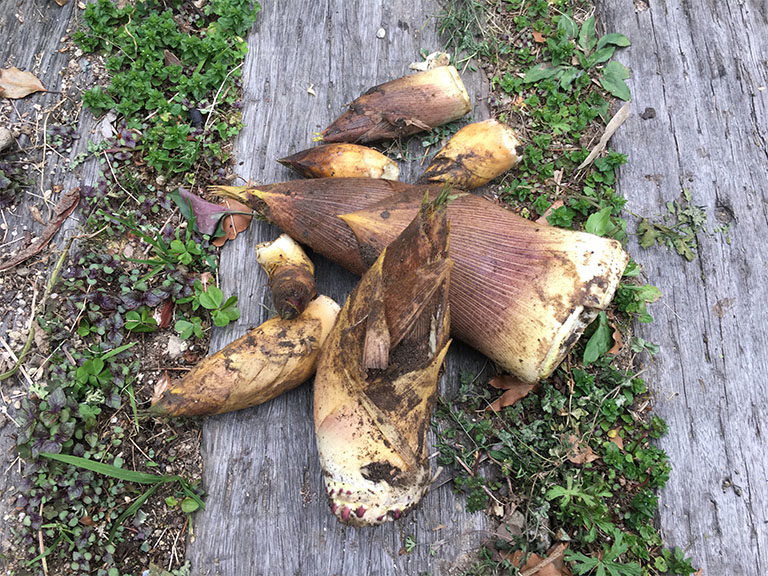 筍掘り