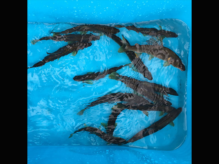 解禁３日目の上桂川