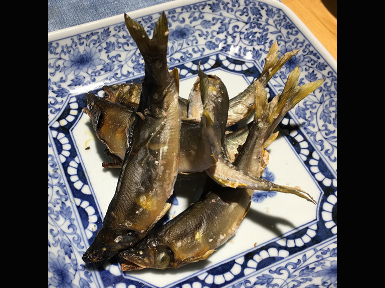 解禁3日目の上桂川