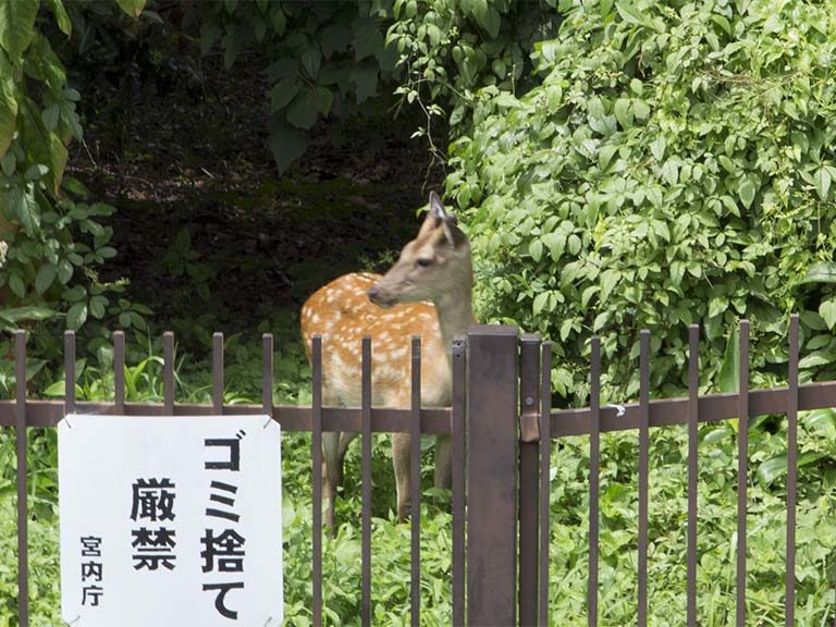鹿