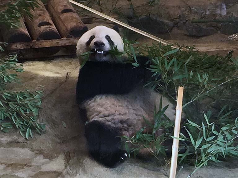 上野動物園のパンダ