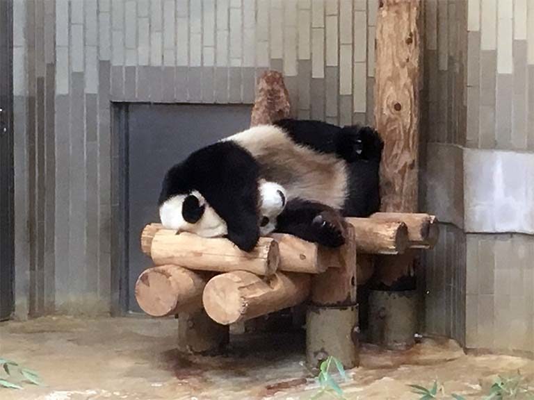 上野動物園のパンダ