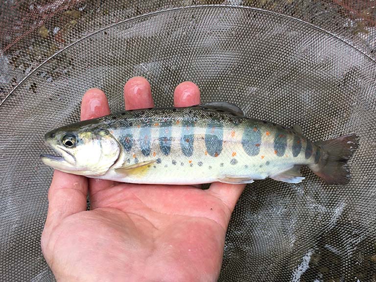 初めての渓流釣り