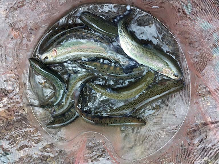 初めての渓流釣り