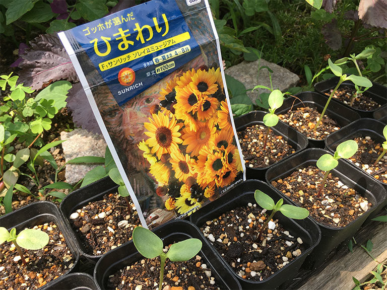 ゴッホが選んだひまわり